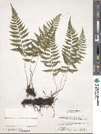 Athyrium asplenioides subsp. asplenioides image