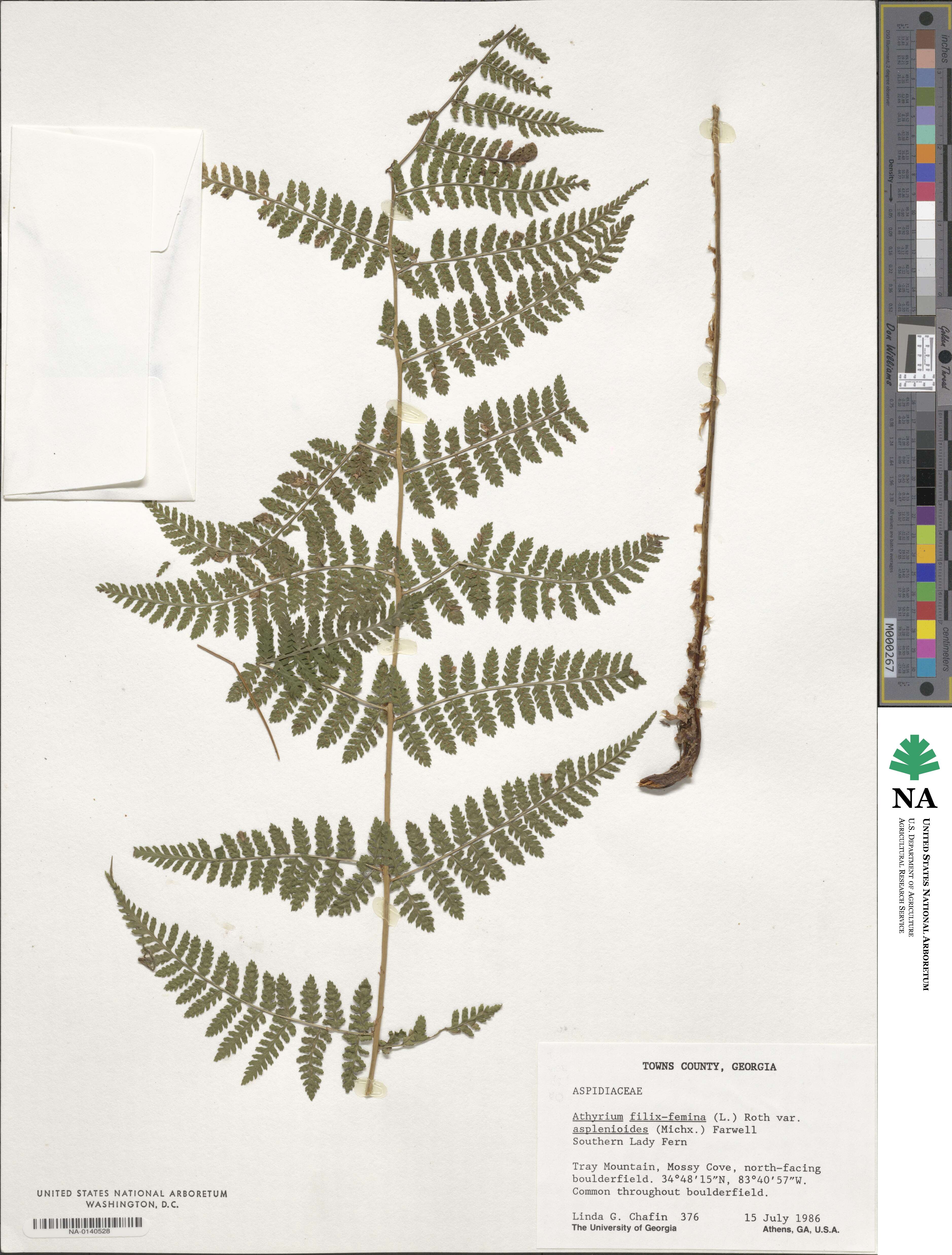 Athyrium image