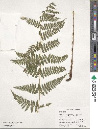 Athyrium asplenioides image