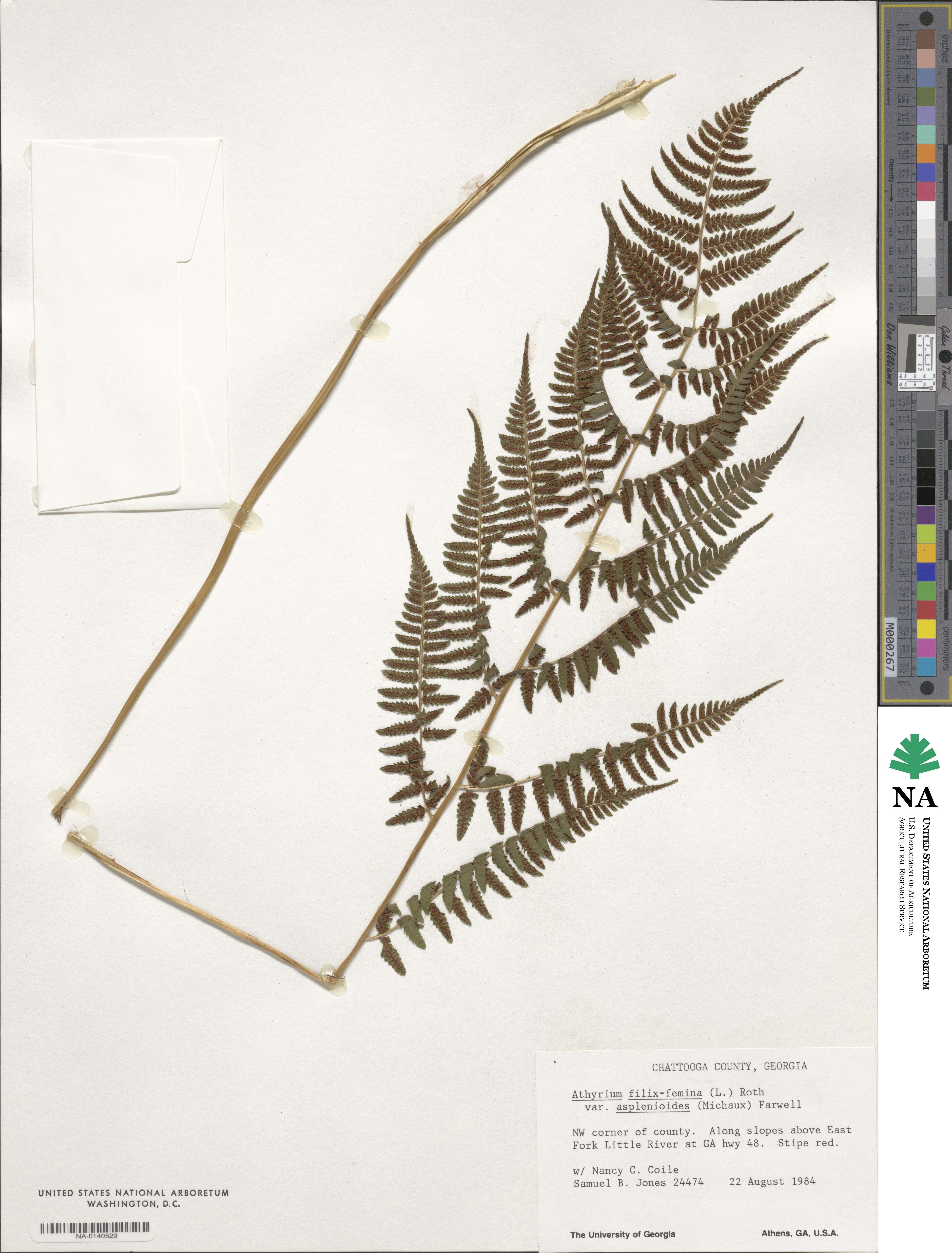 Athyrium asplenioides subsp. asplenioides image