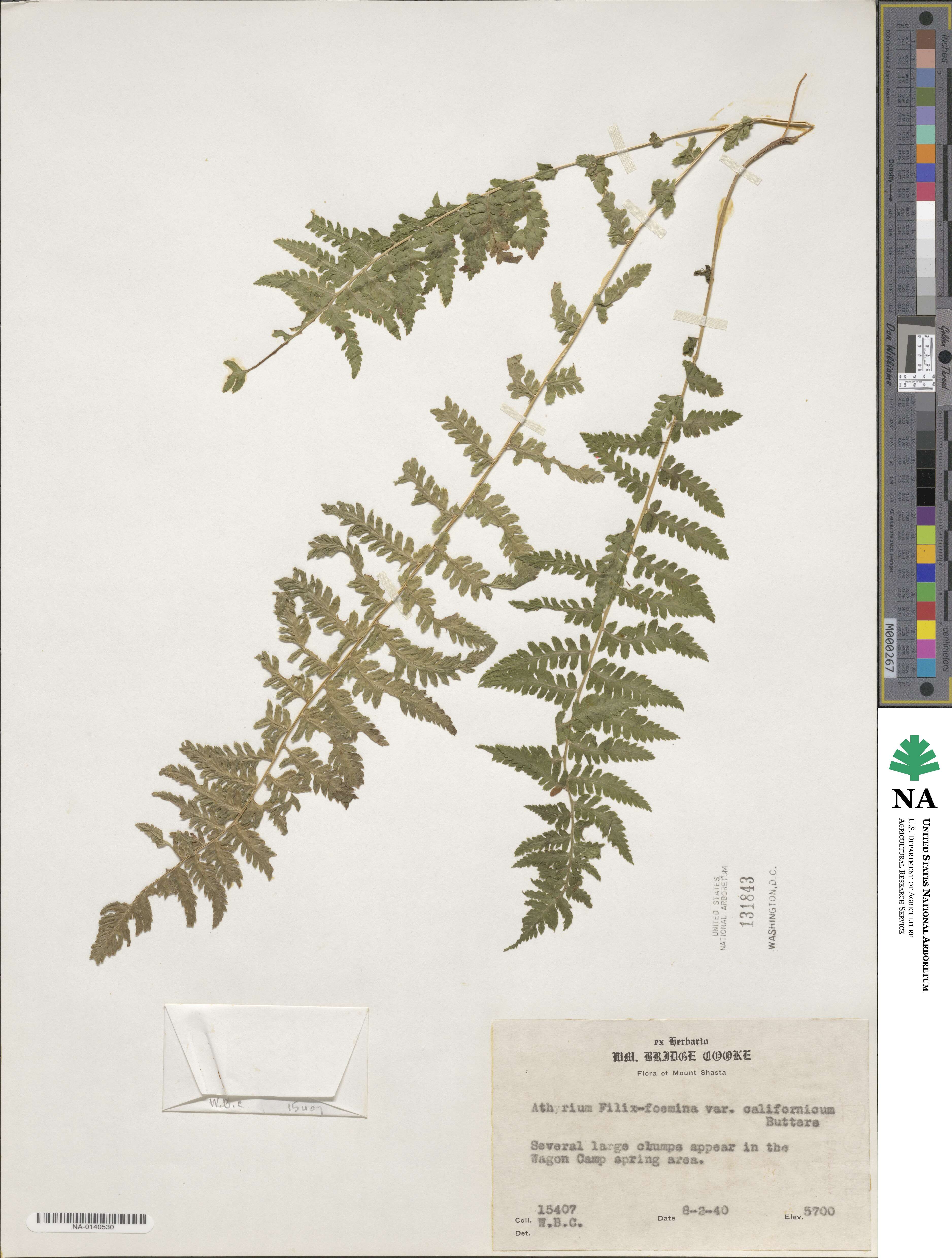 Athyrium image