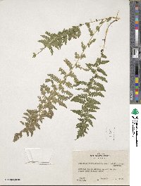 Athyrium asplenioides image