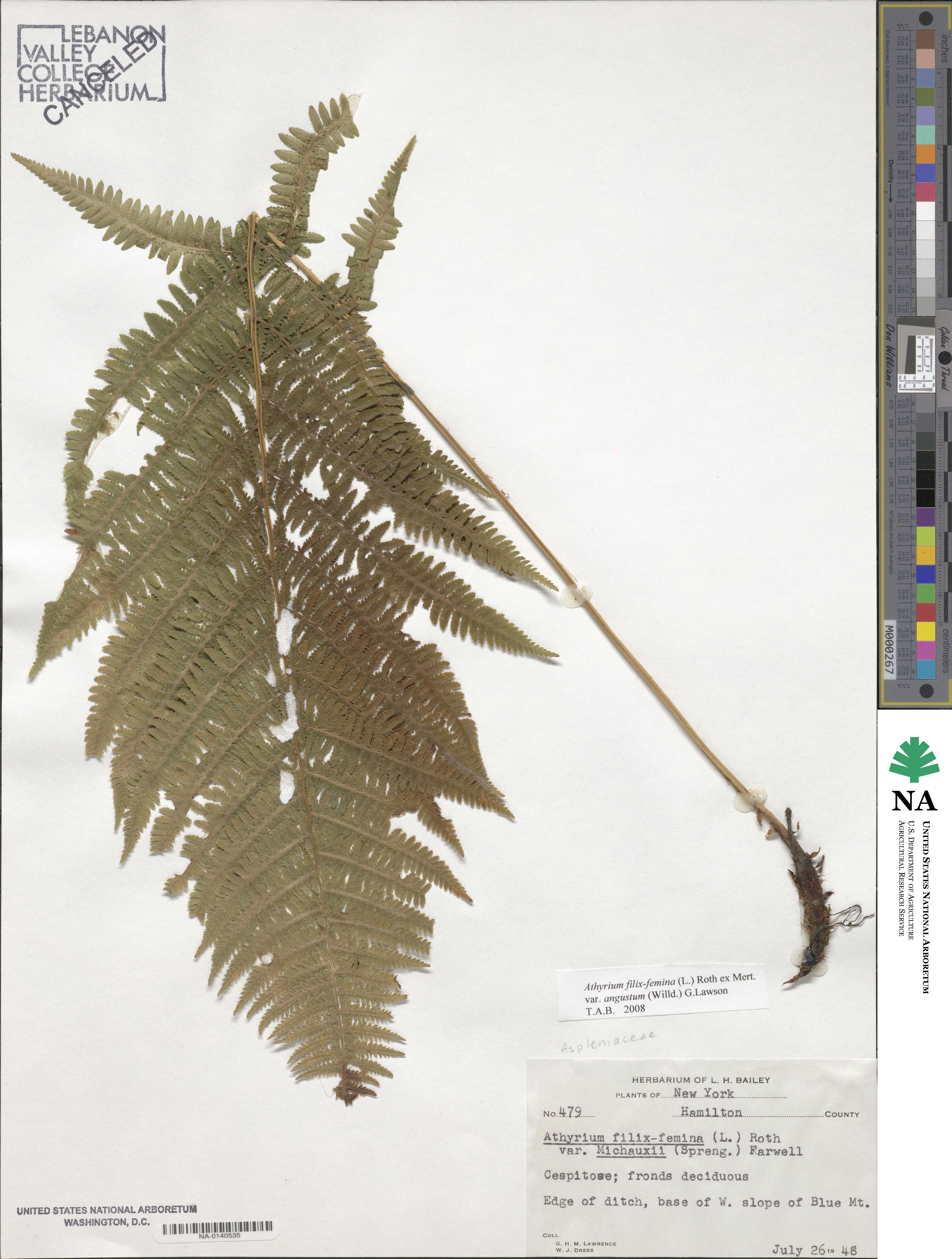 Athyrium asplenioides var. angustum image