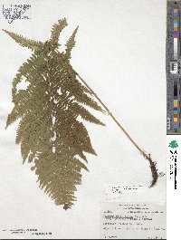 Athyrium asplenioides image