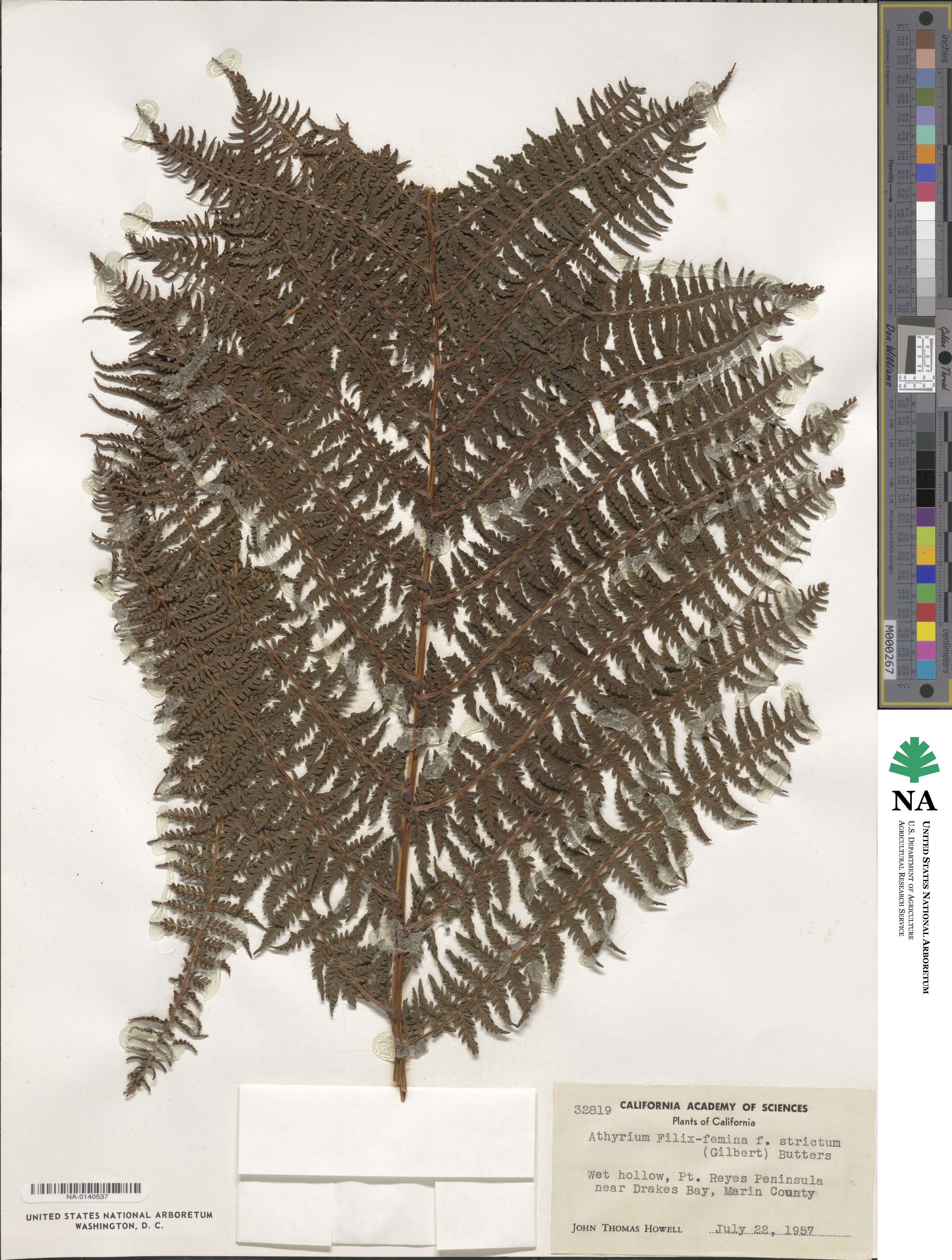 Athyrium asplenioides var. cyclosorum image