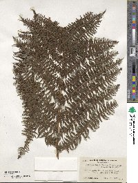 Athyrium asplenioides image