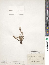 Image of Athyrium montanum