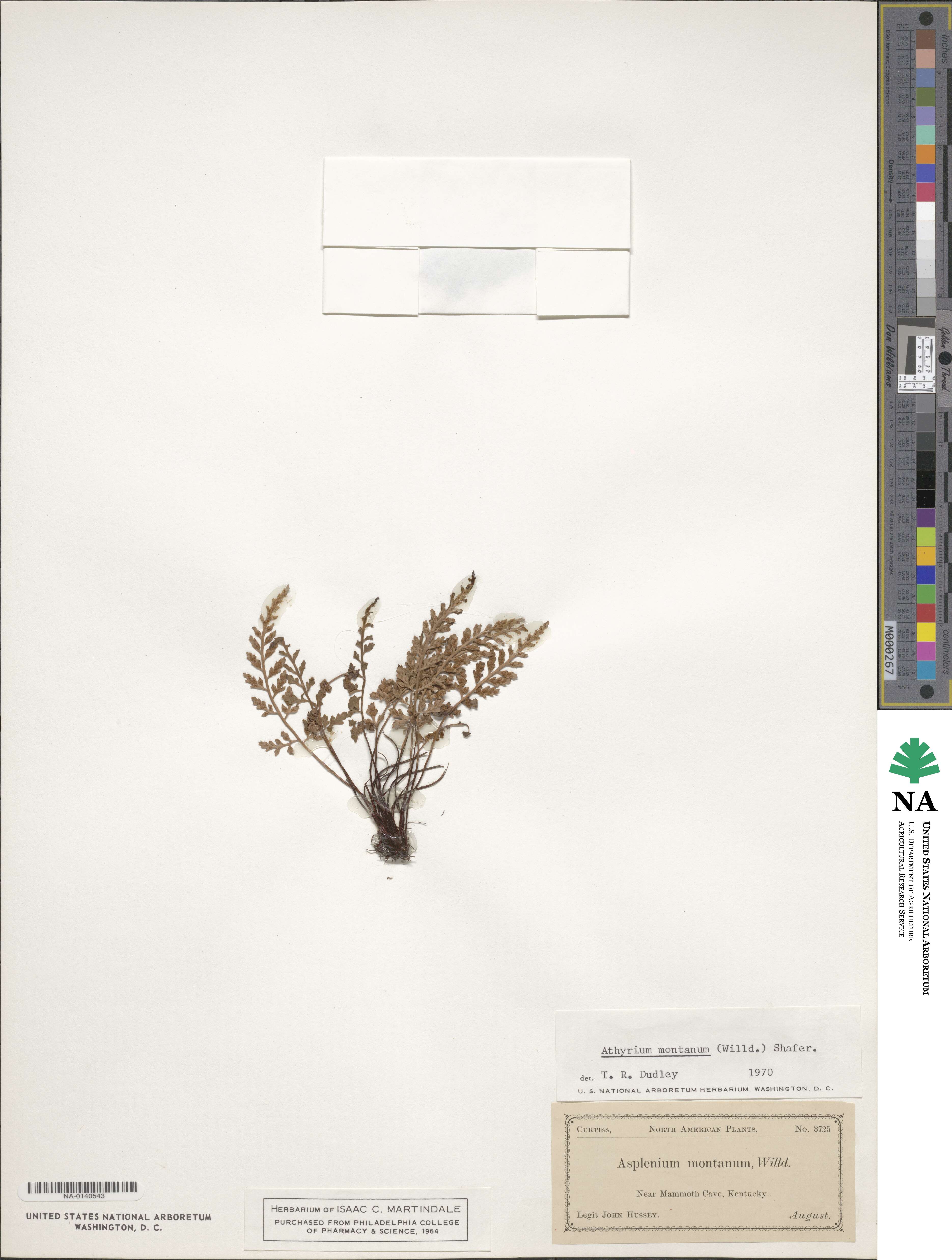 Athyrium montanum image