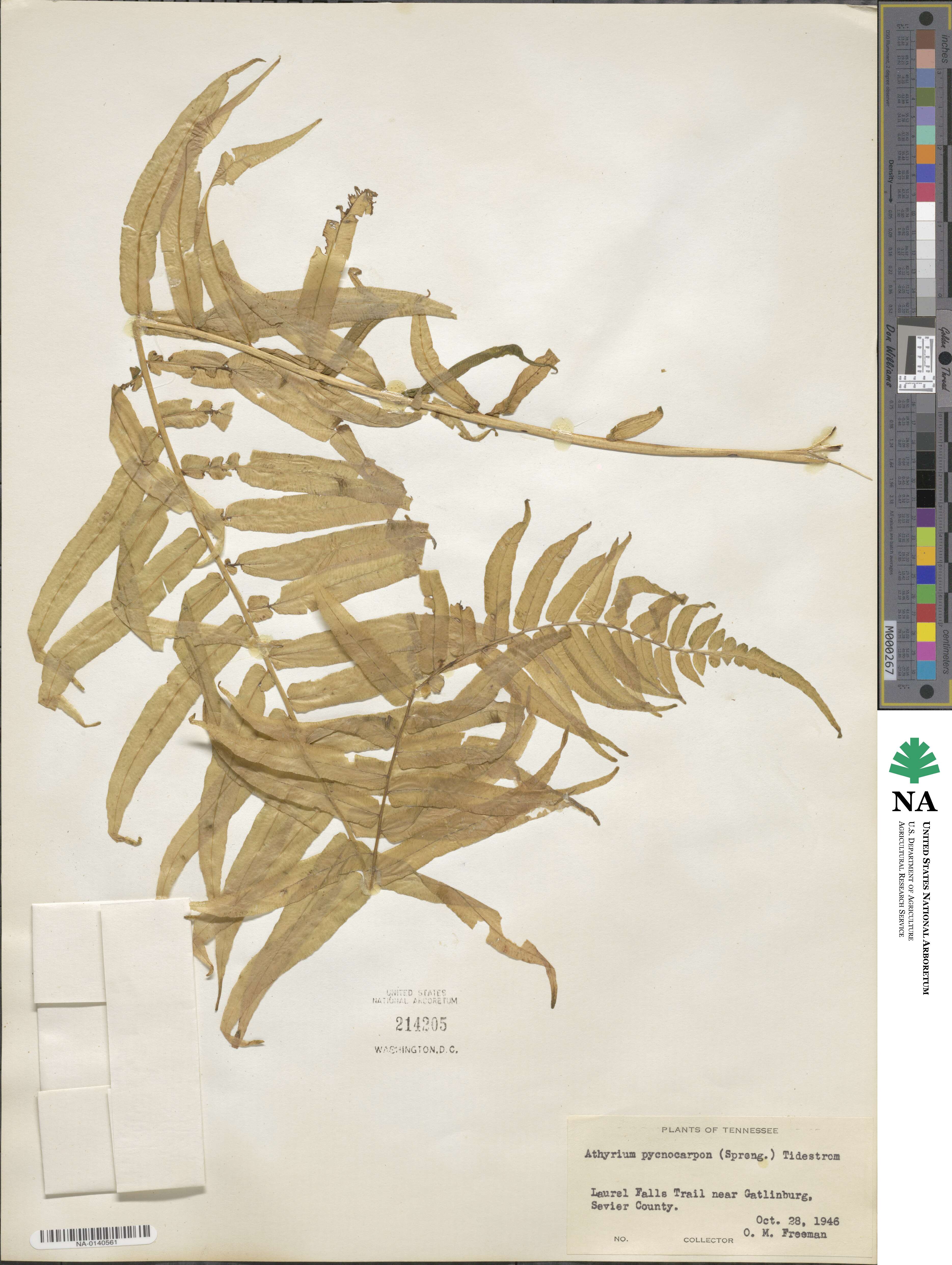 Homalosorus pycnocarpos image