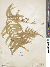 Homalosorus pycnocarpos image