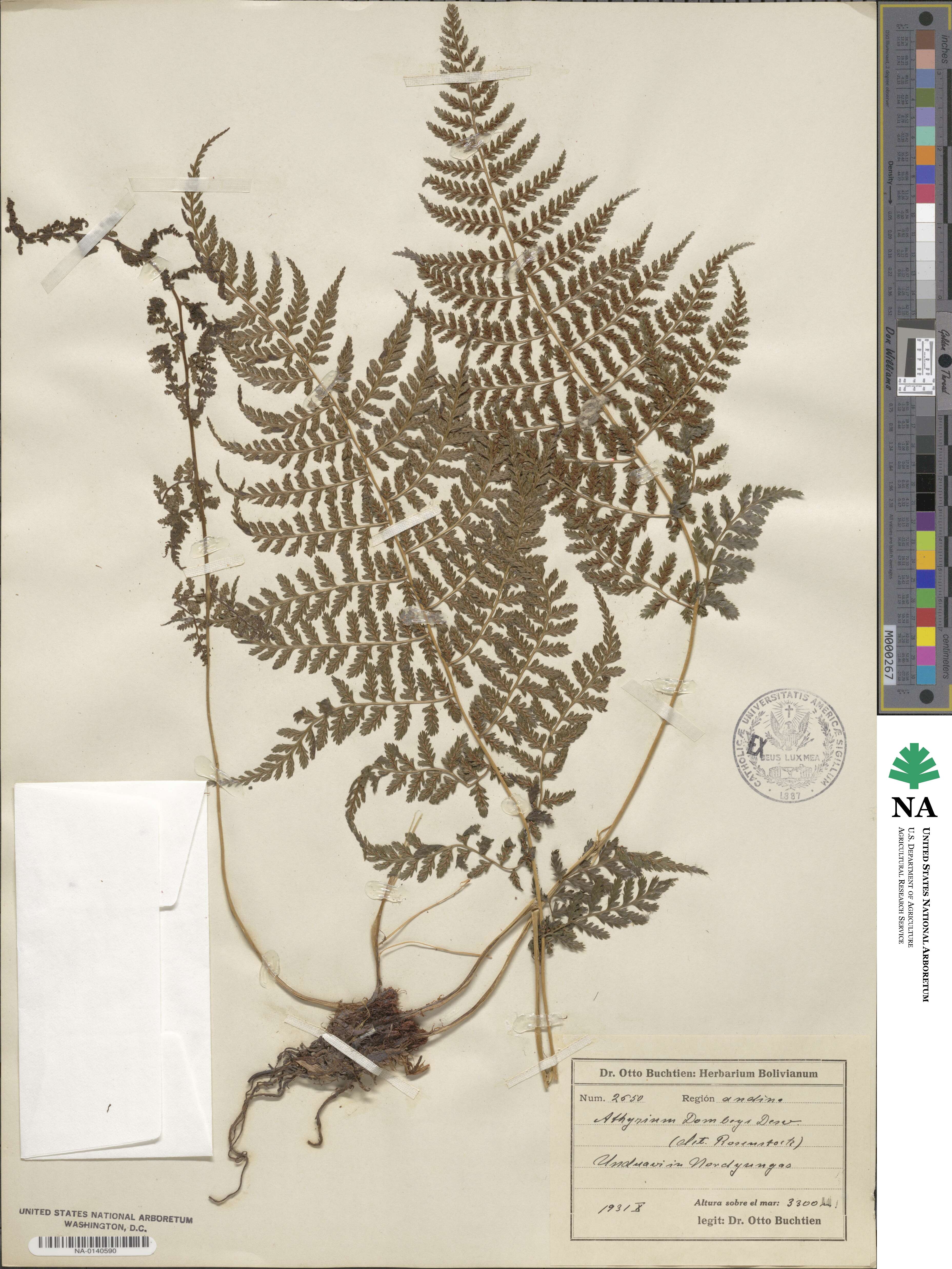 Athyrium dombeyi image