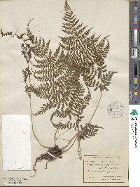 Image of Athyrium dombeyi