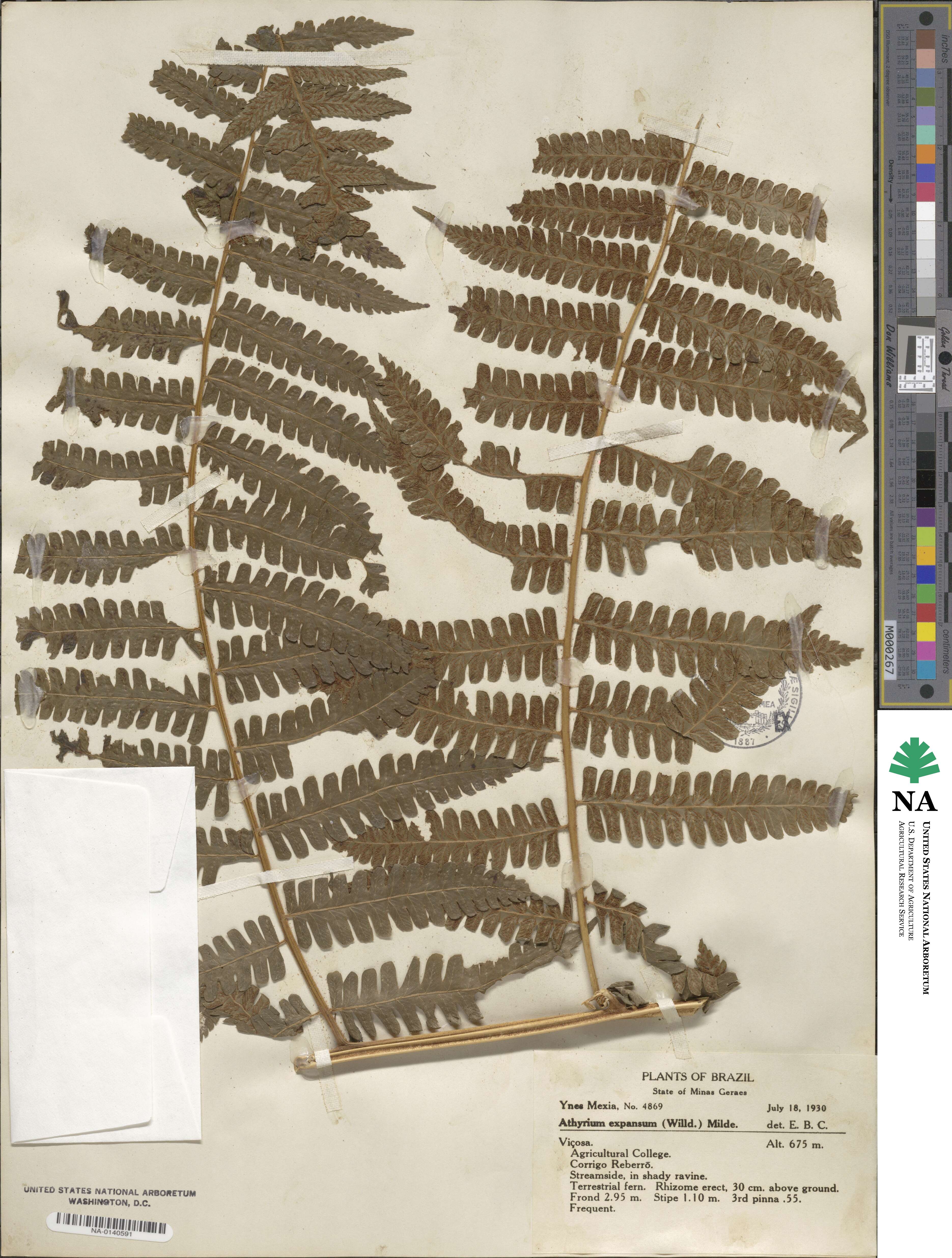 Athyrium expansum image