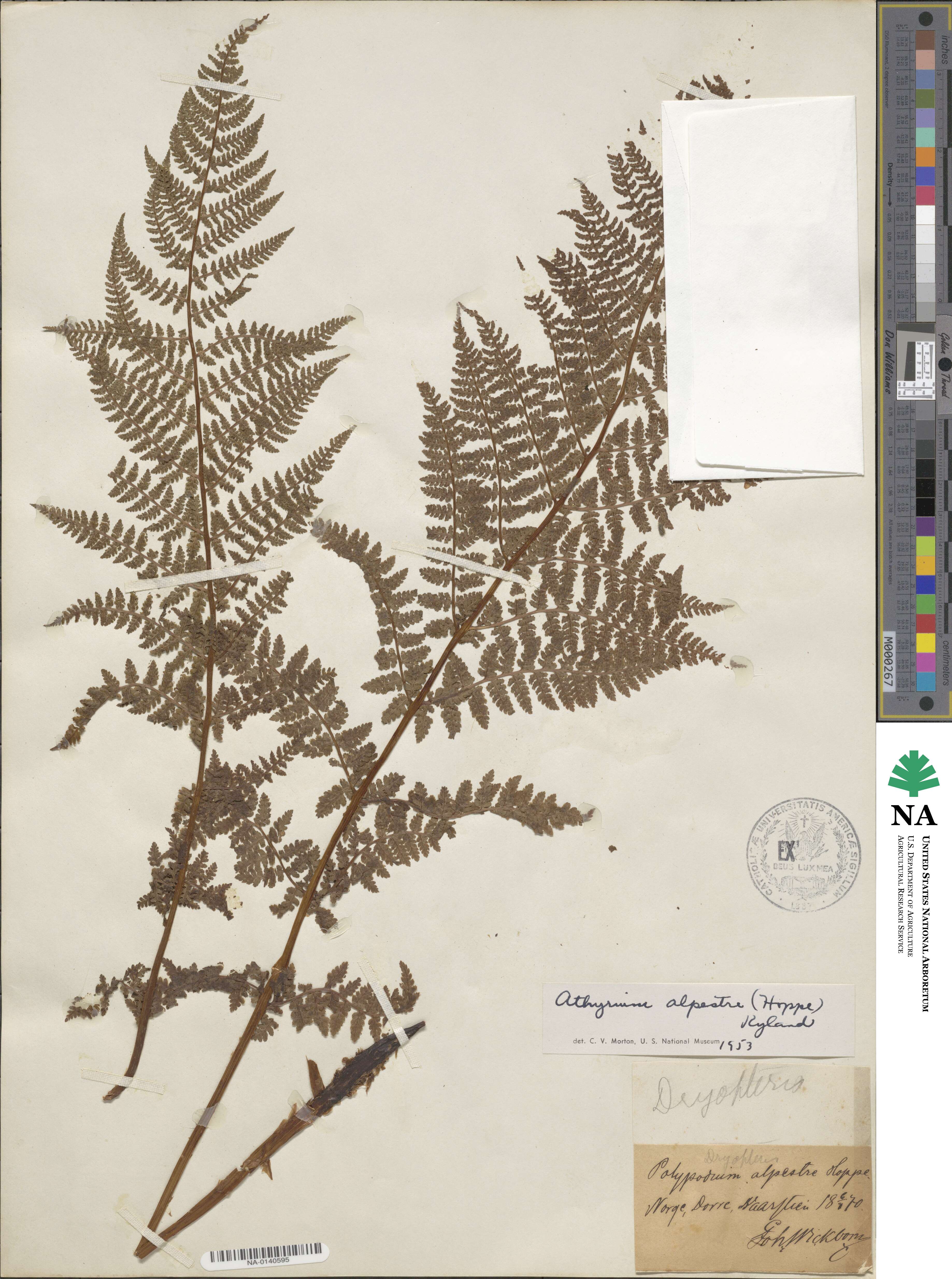 Athyrium alpestre image