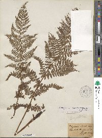 Athyrium alpestre image