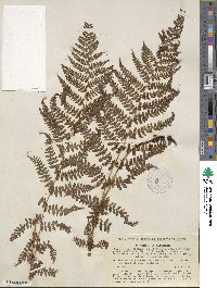 Athyrium alpestre image