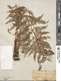 Athyrium alpestre image