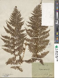 Athyrium alpestre image