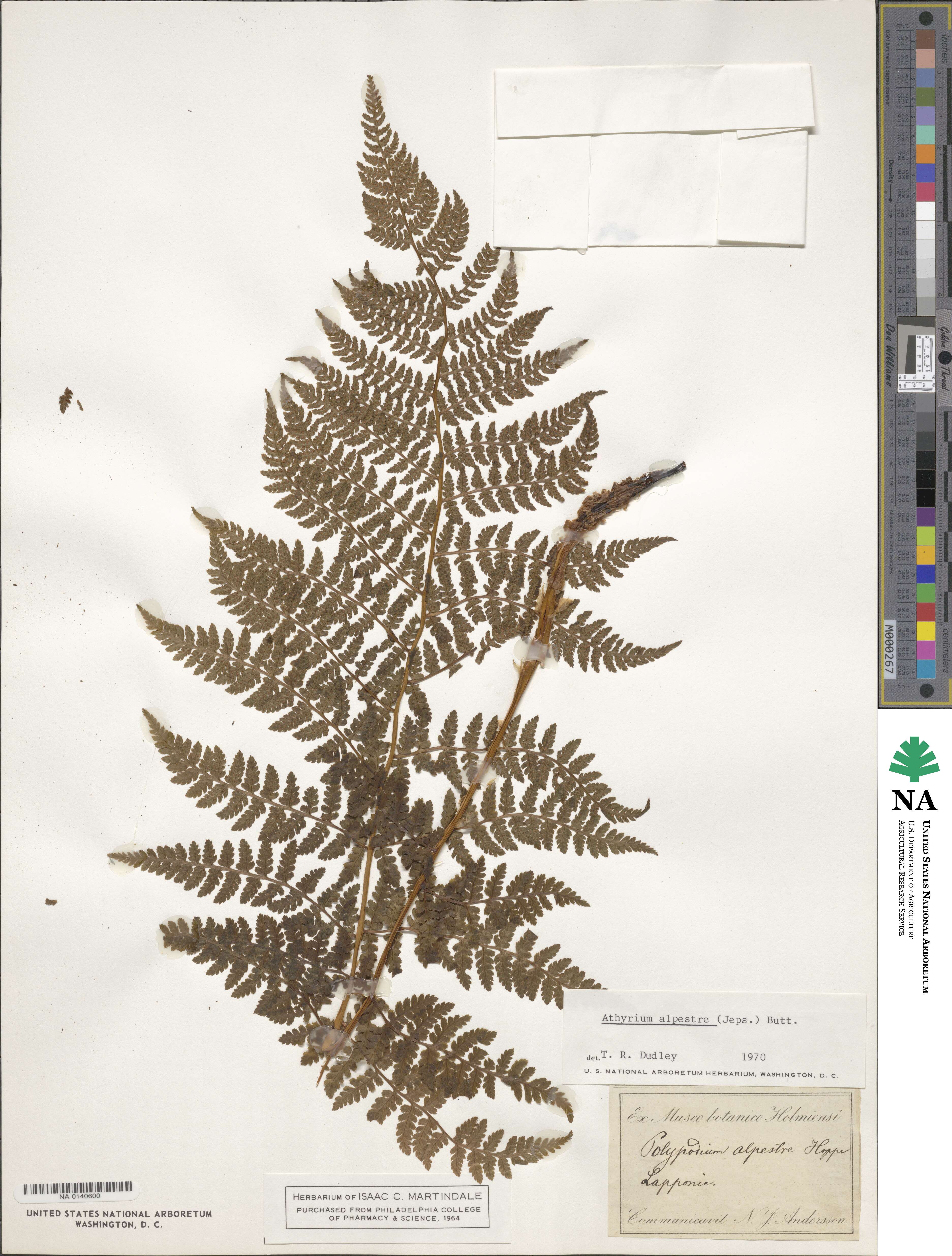 Athyrium alpestre image