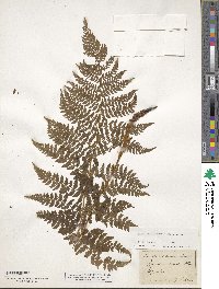 Athyrium alpestre image