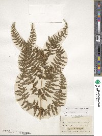 Athyrium alpestre image