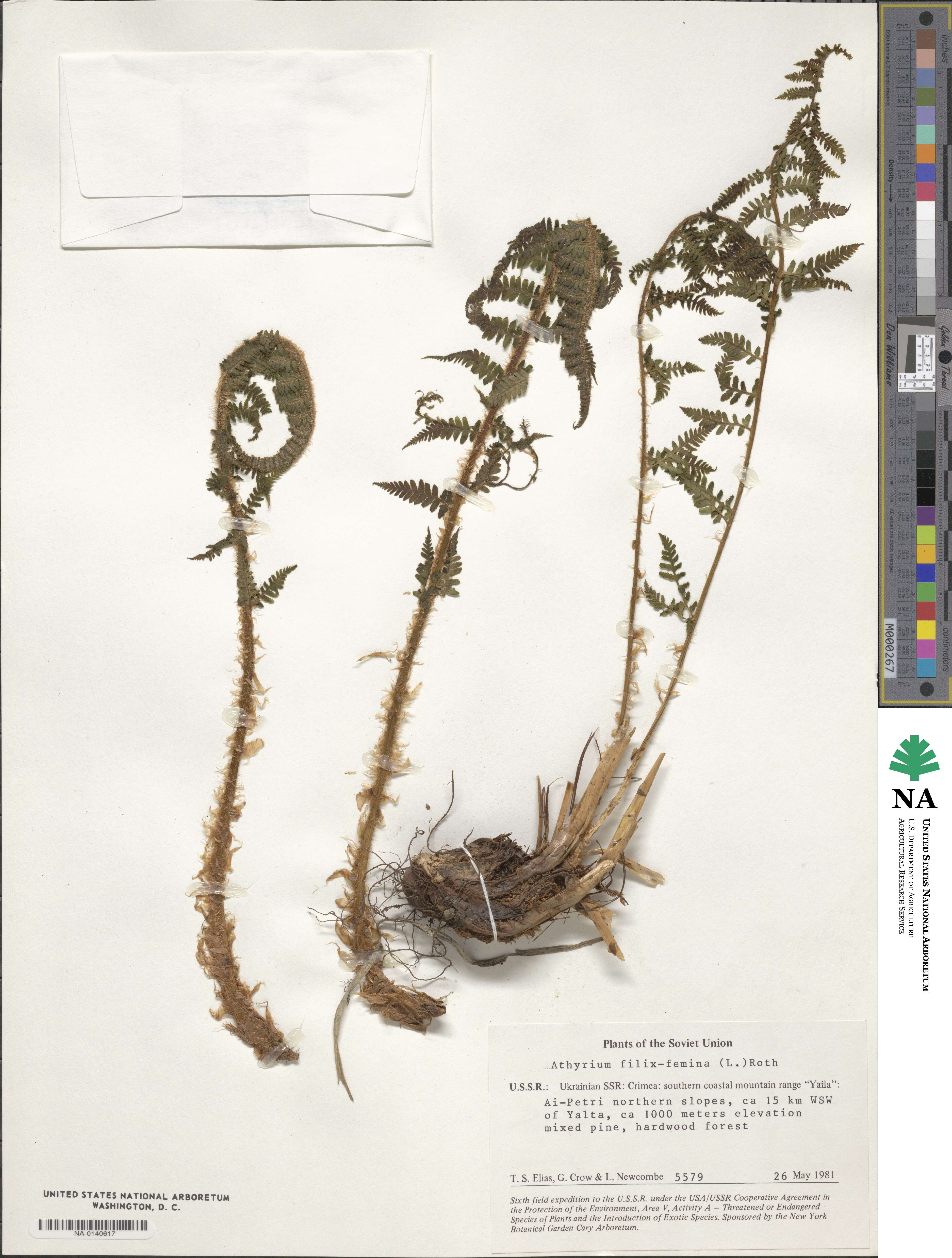 Athyrium image