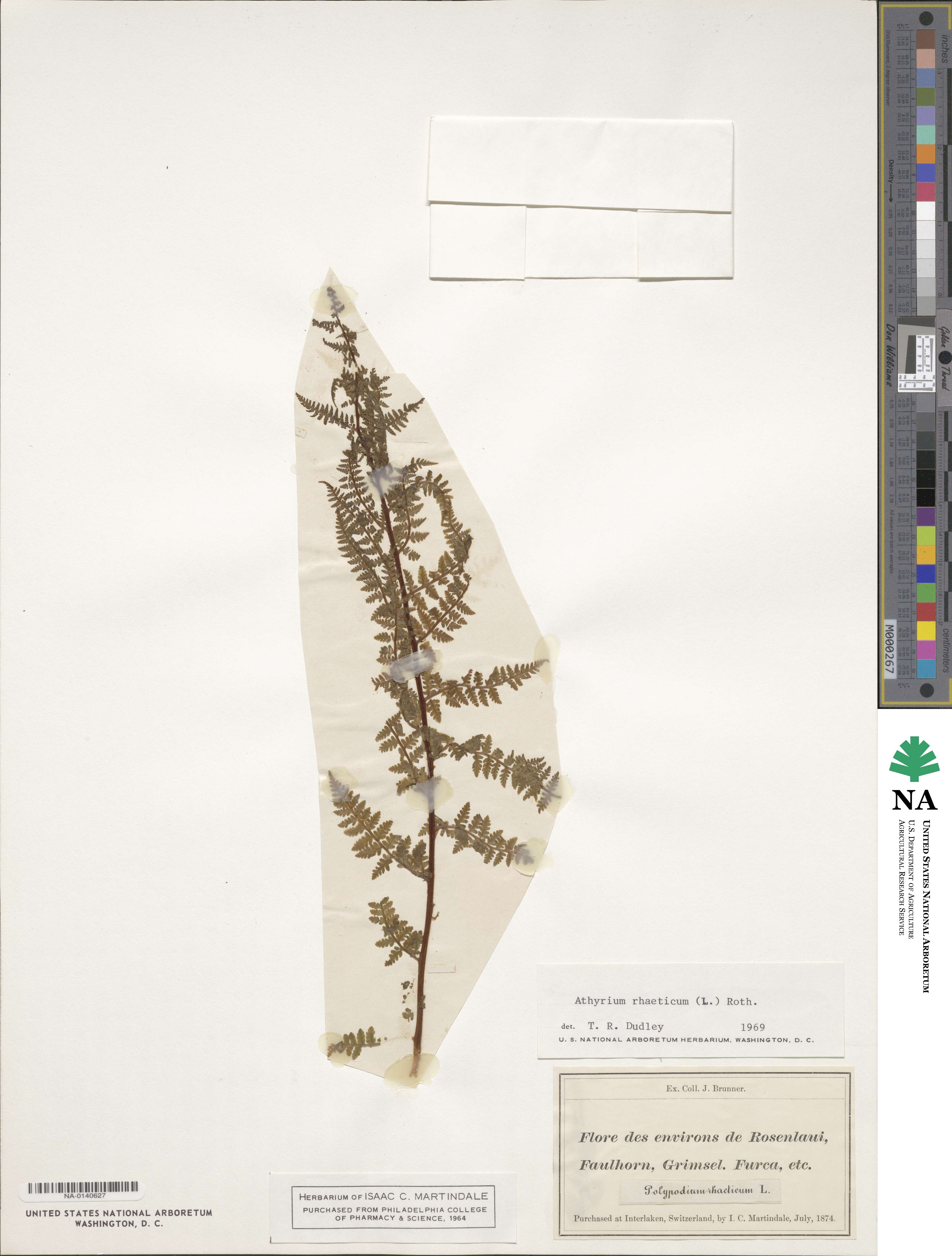 Athyrium rhaeticum image