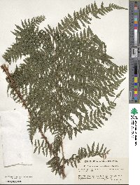 Image of Athyrium brevifrons