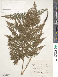 Athyrium brevifrons image