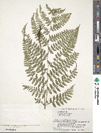 Athyrium clivicola image