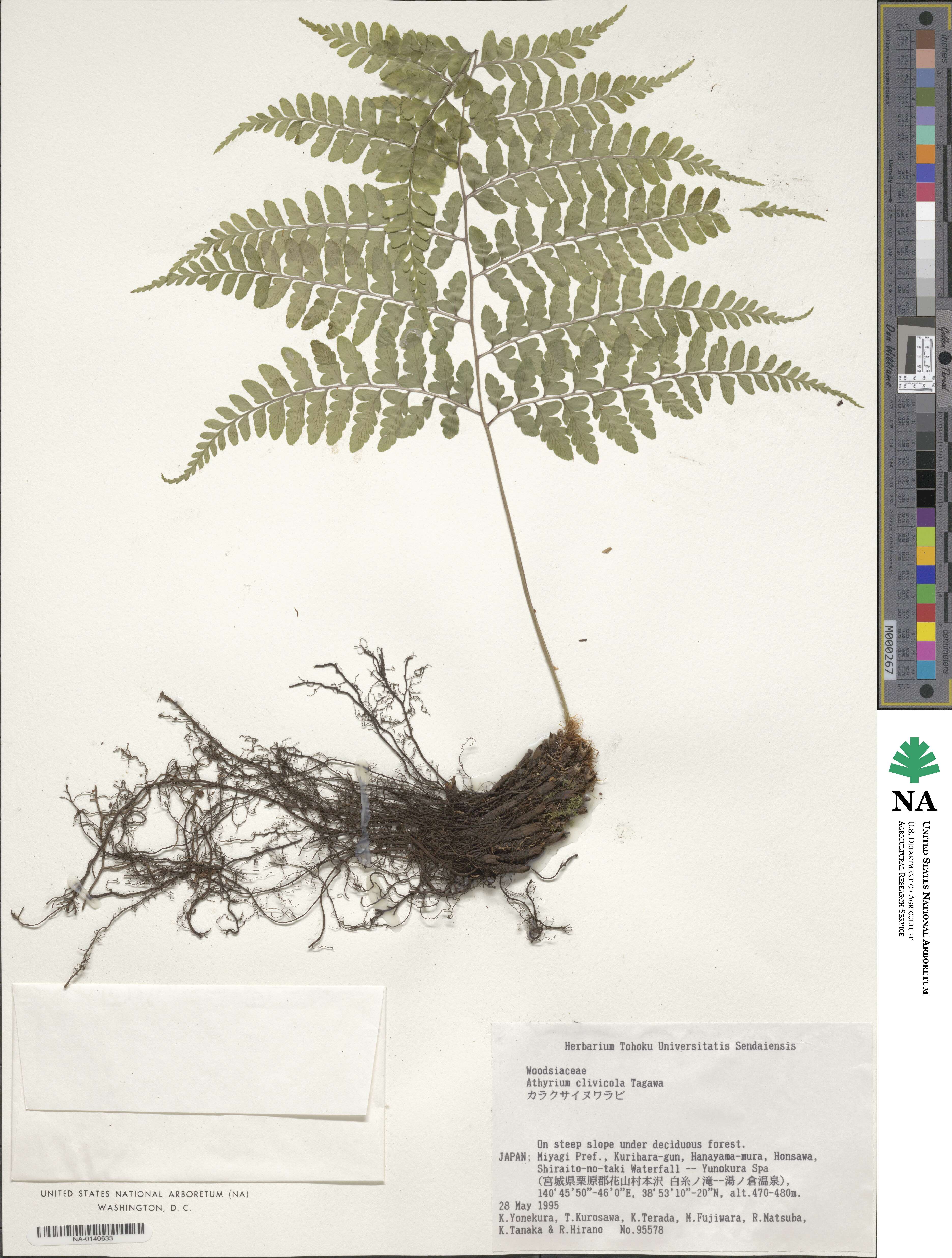 Athyrium clivicola image