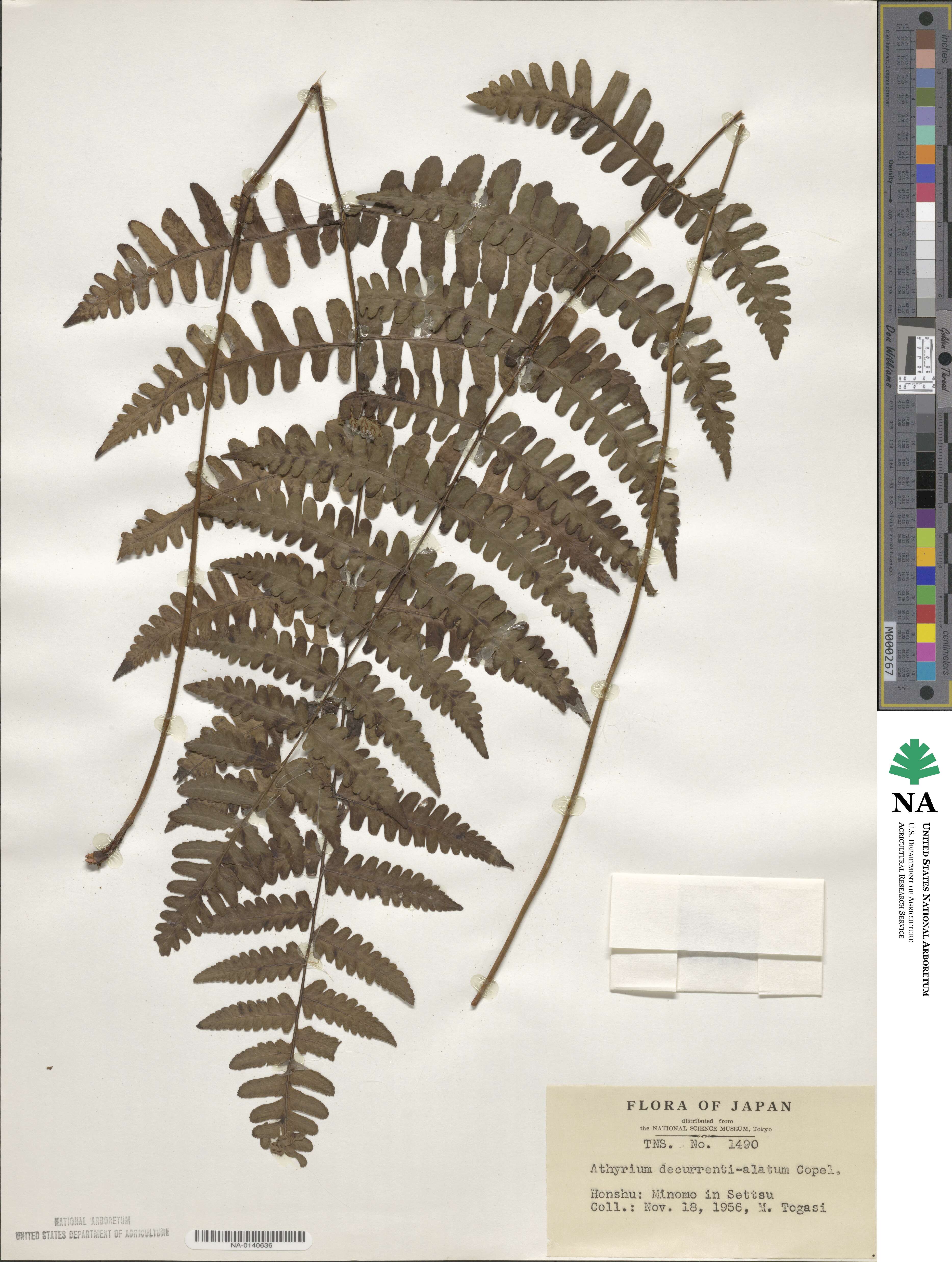 Athyrium decurrenti-alatum image