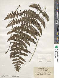 Image of Athyrium decurrenti-alatum