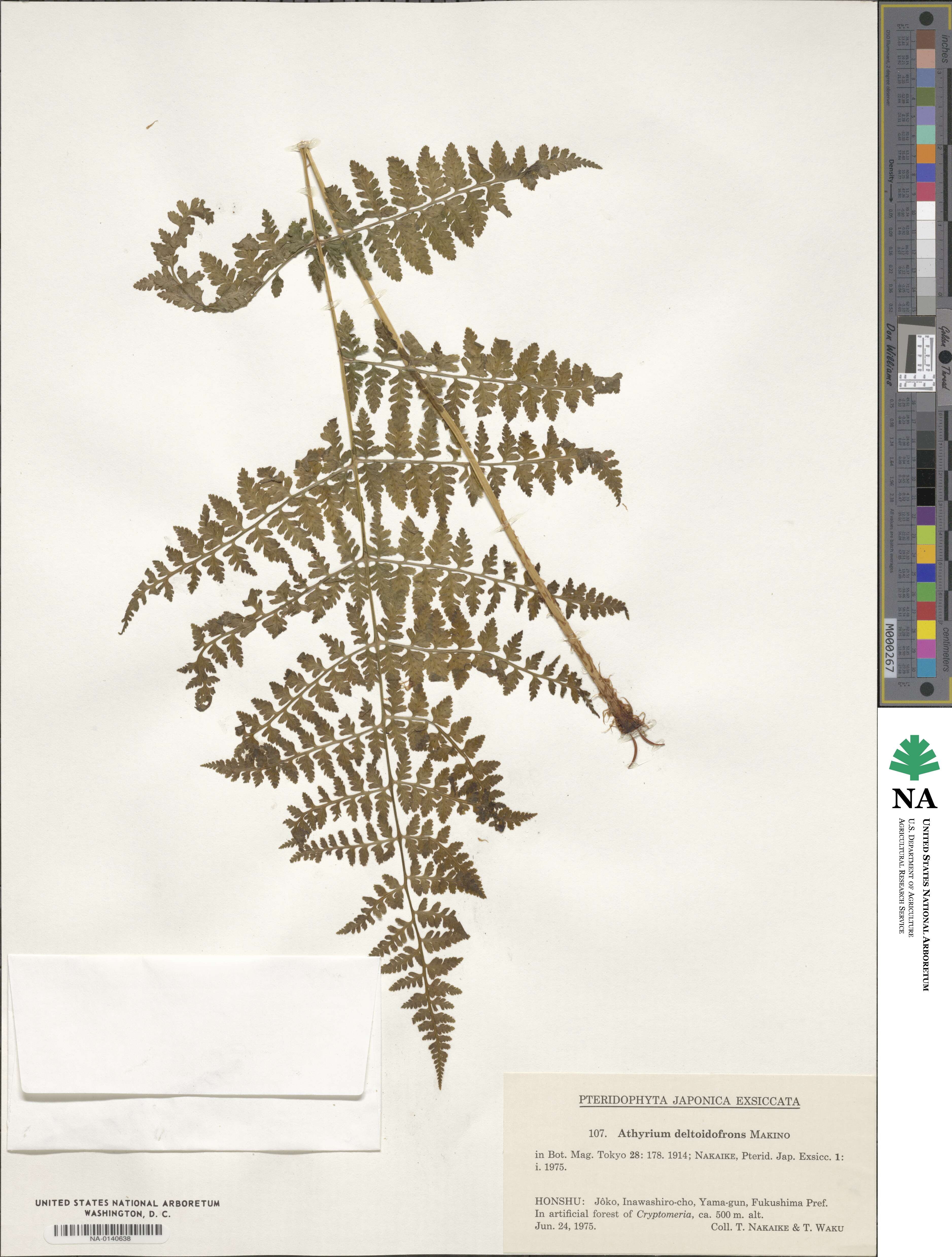 Athyrium deltoidofrons image