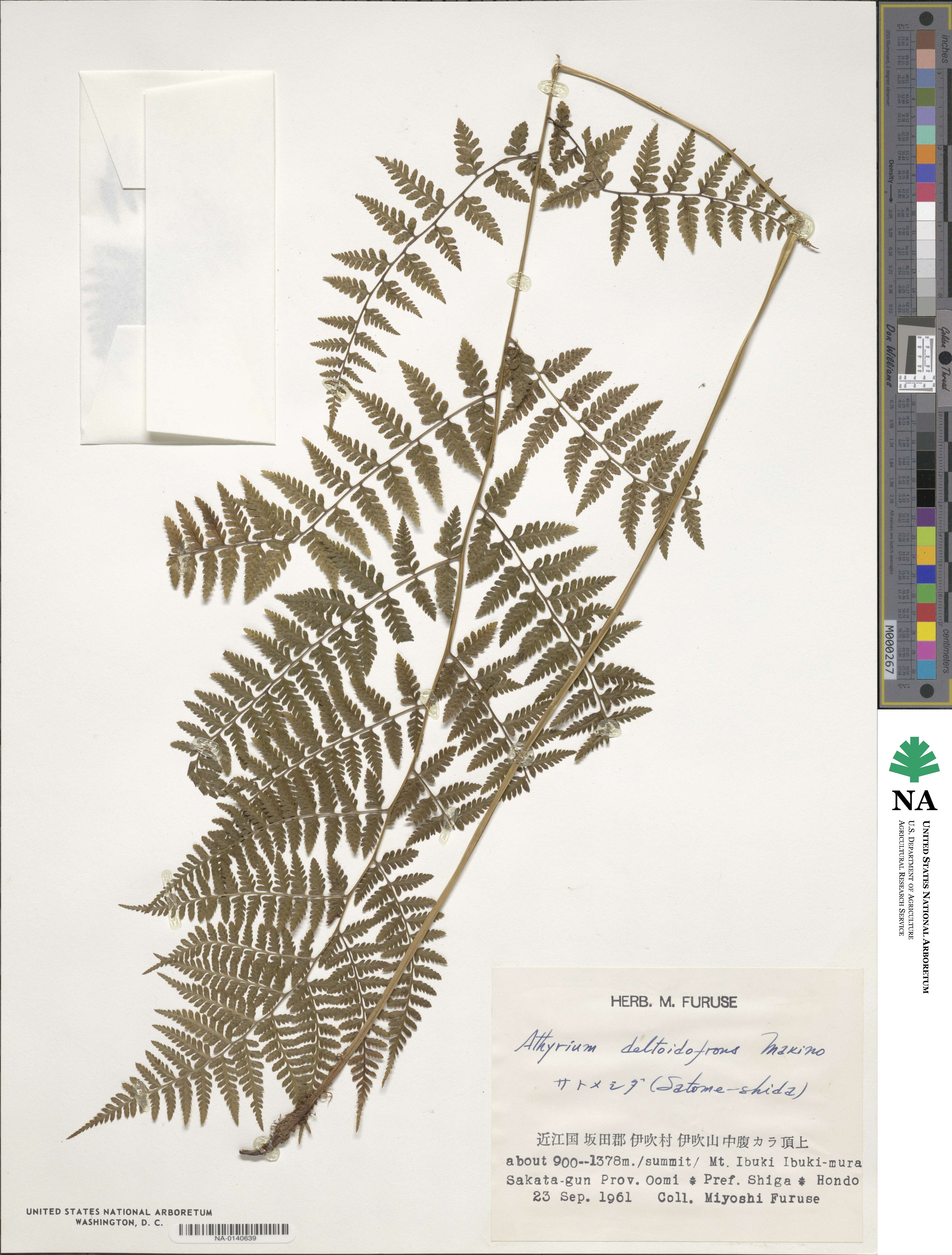 Athyrium deltoidofrons image