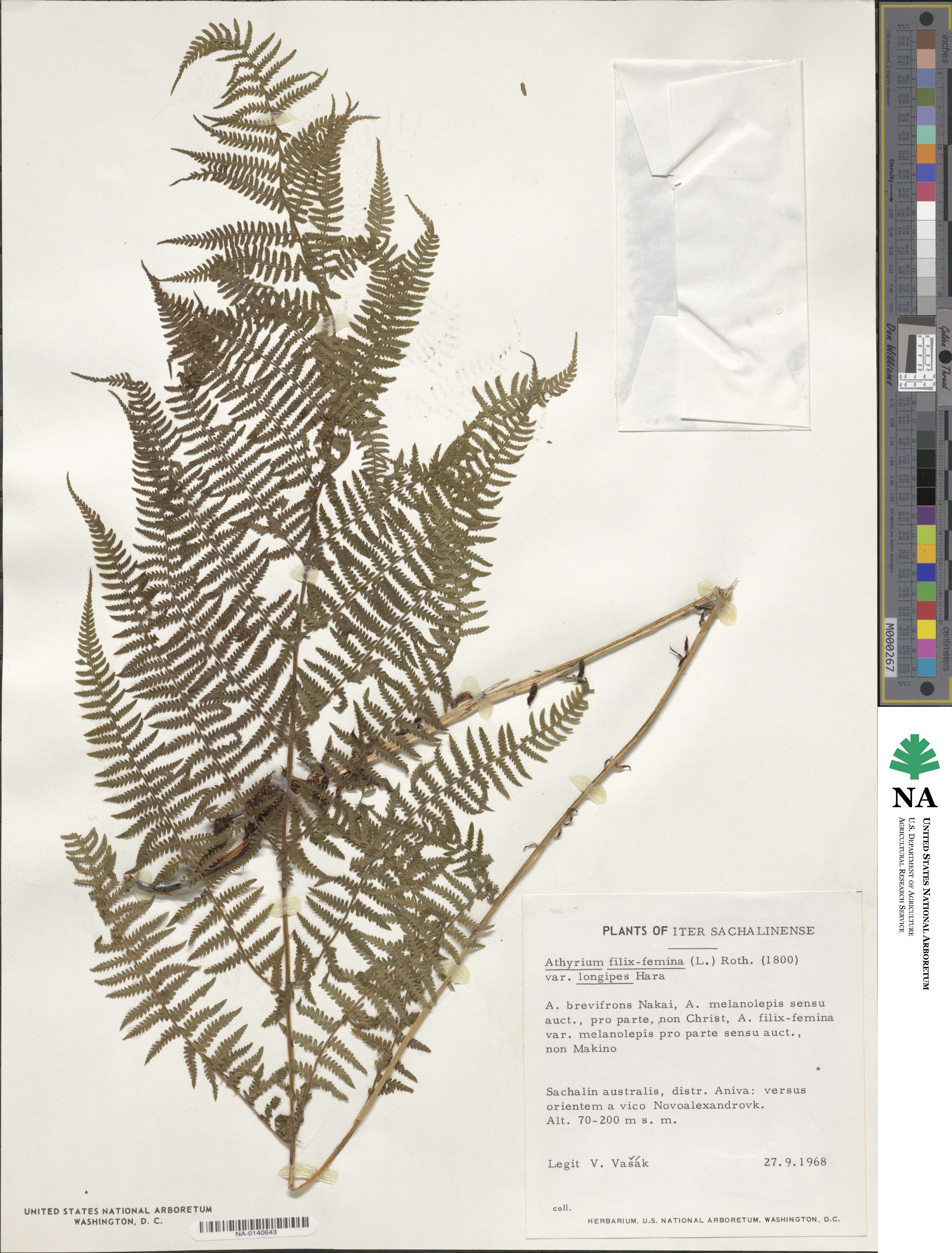 Athyrium brevifrons image