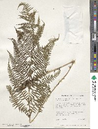 Athyrium brevifrons image