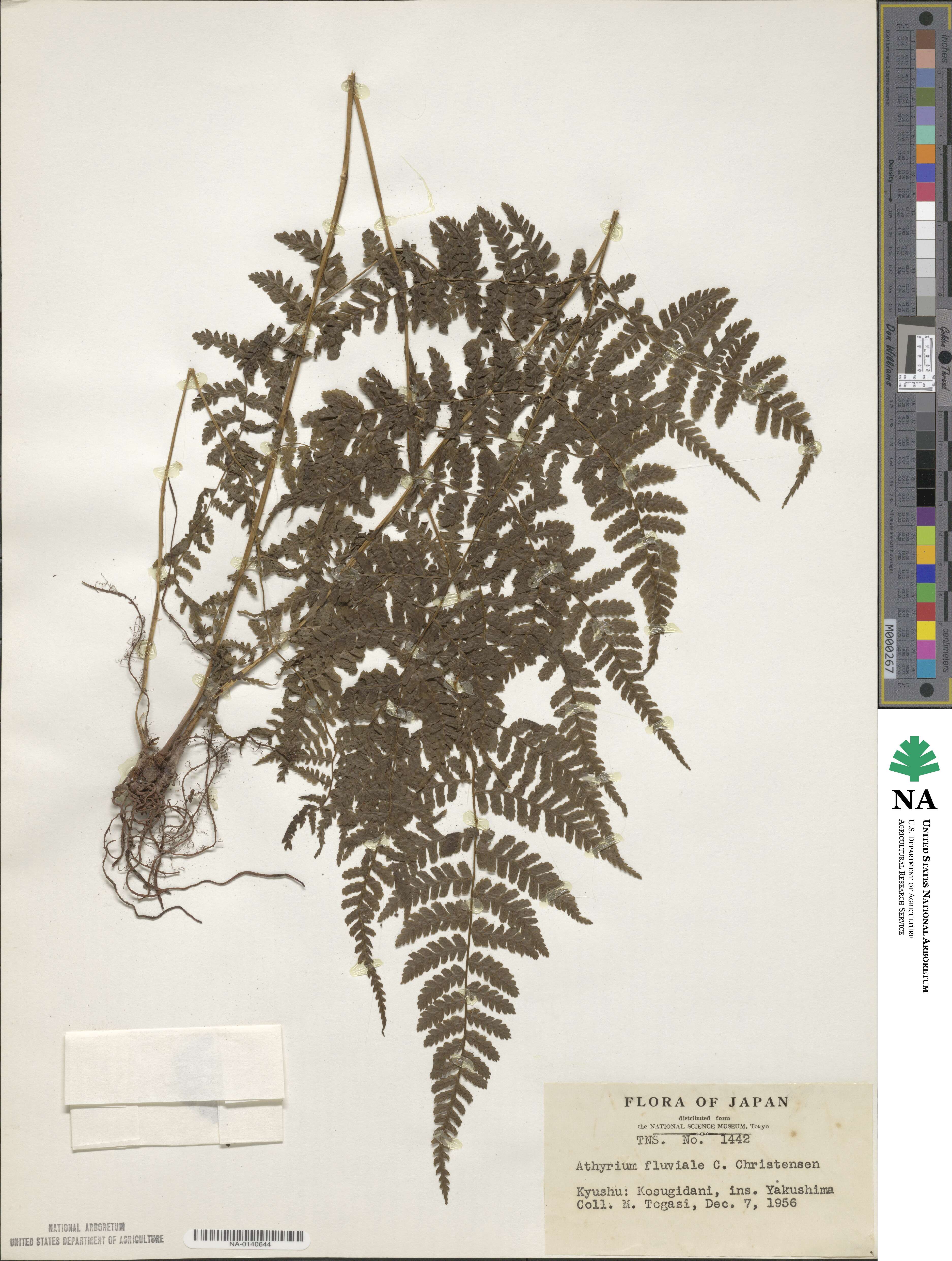 Cornopteris banajaoensis image