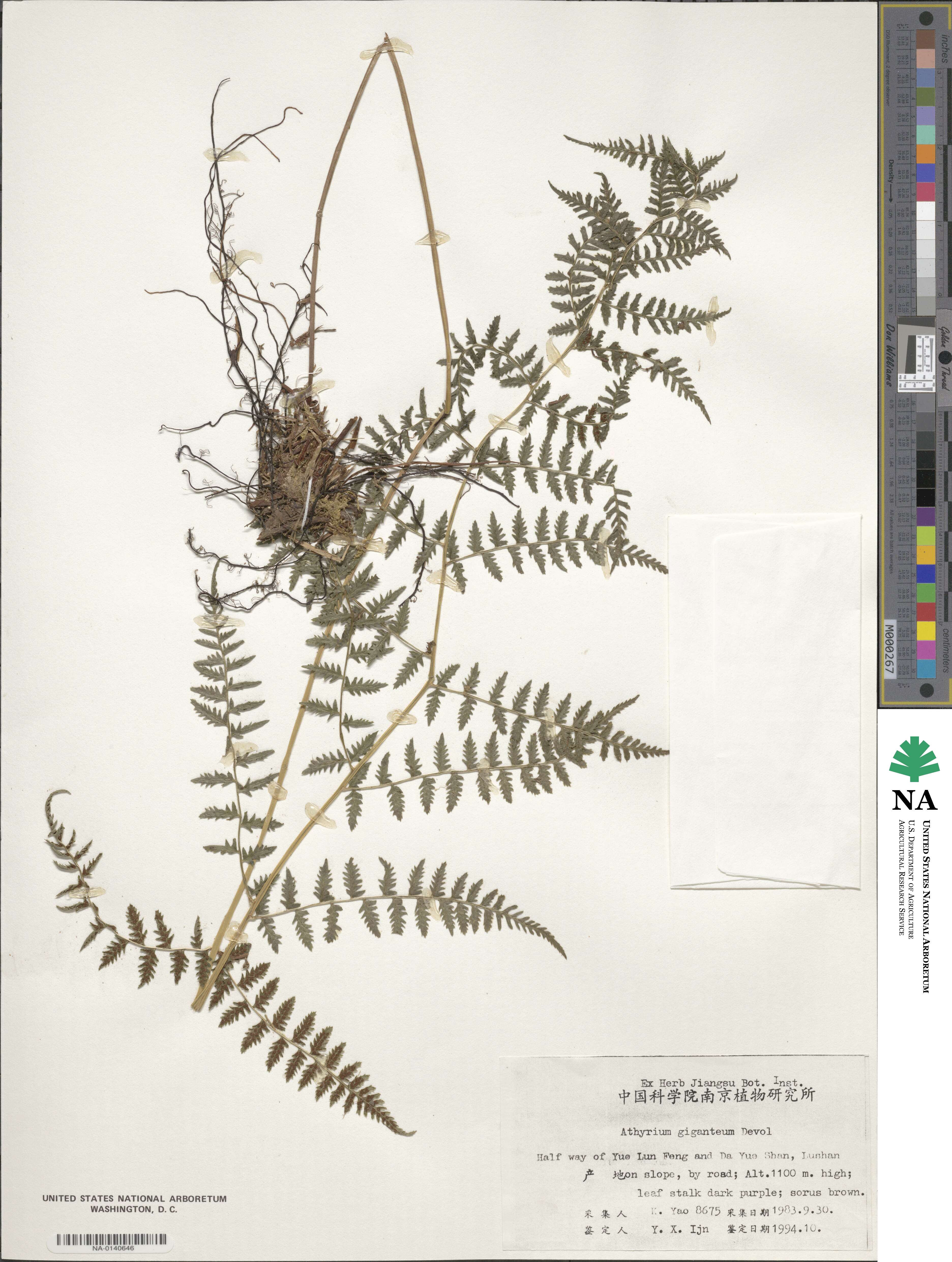 Athyrium devolii image