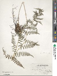 Image of Athyrium devolii