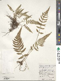 Athyrium grammitoides image