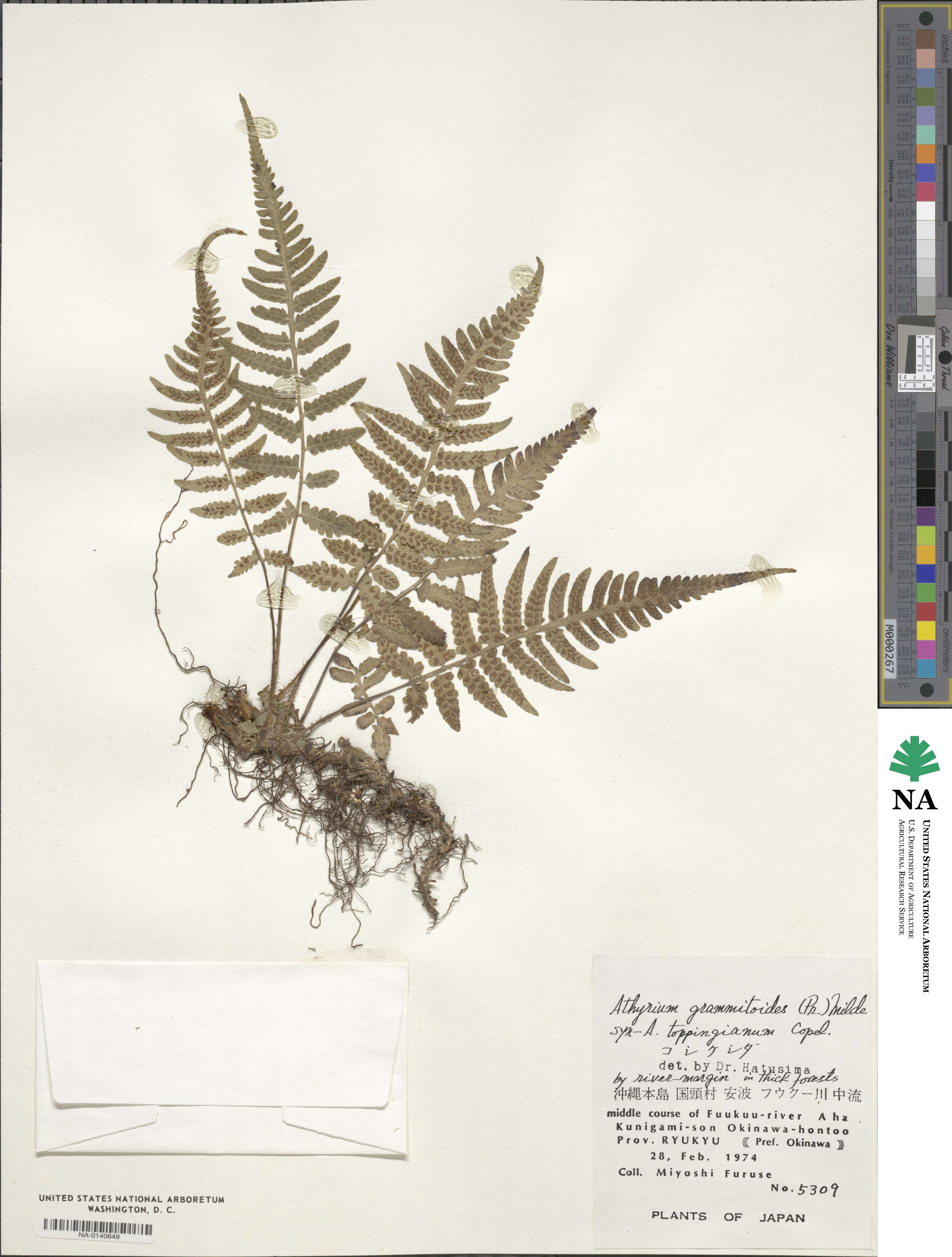 Athyrium grammitoides image