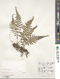 Athyrium grammitoides image