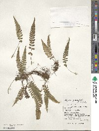 Athyrium grammitoides image