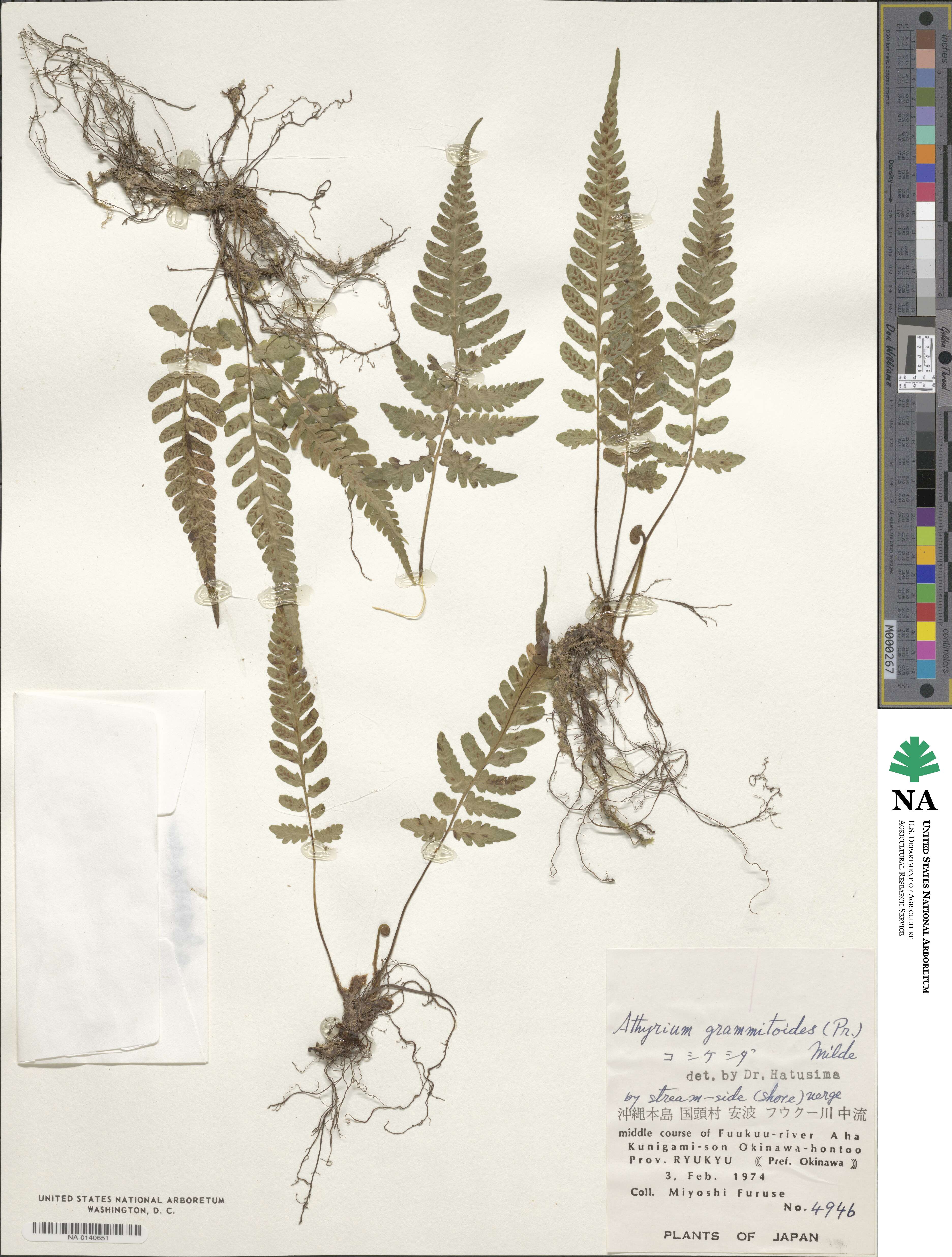 Athyrium grammitoides image