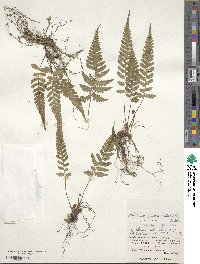 Athyrium grammitoides image