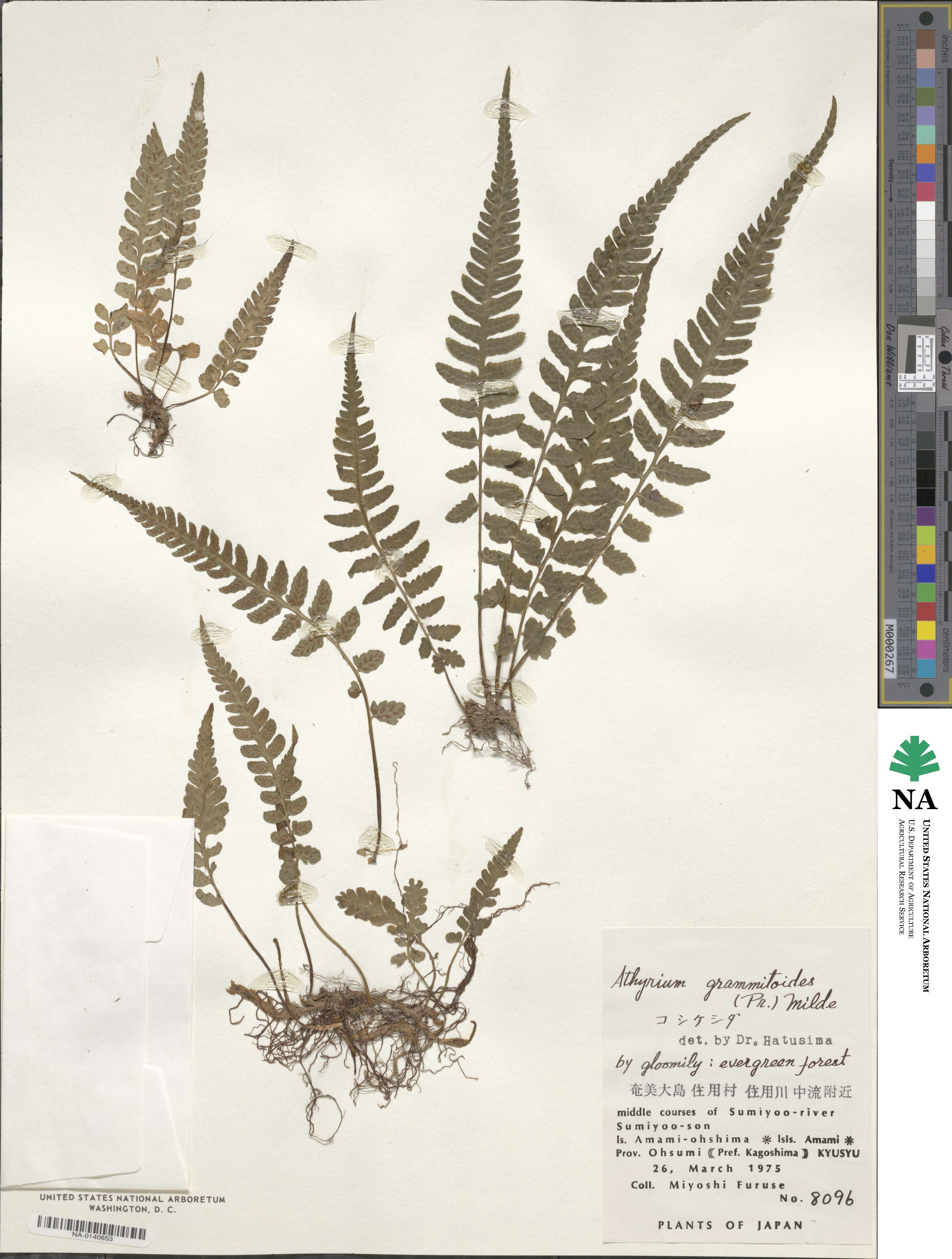 Athyrium grammitoides image