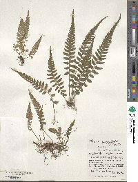 Athyrium grammitoides image