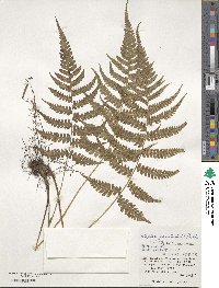 Athyrium grammitoides image