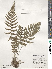 Athyrium grammitoides image